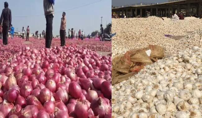 Onions-garlic-prices-down-in-malwa-madhya-pradesh-farmers-in-panic-