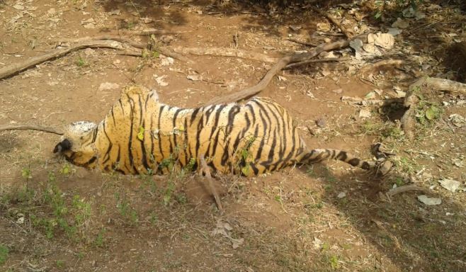-Death-of-Tiger-in-Rattapani-Sanctuary-both-paws-were-cut