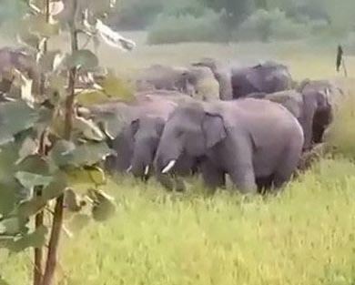MP के इस जिले में हाथियों का आतंक, फसलों को पहुंचा रहे नुकसान
