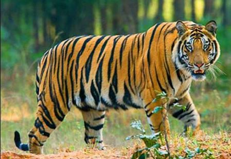 kamal-nath-government-will-made-ratapani-sanctuary-into-tiger-reserve