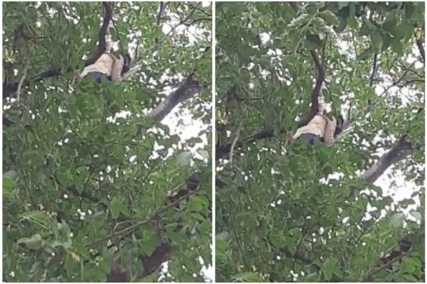 a-men-climb-on-a-tree-in-front-of-vidhansabha-