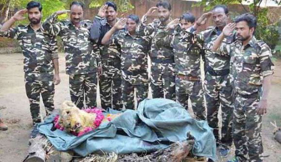 oldest-lioness-of-the-madhya-pradesh-rani-died-in-gwalior-