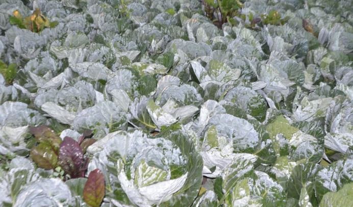 तापमान फिर 10 डिग्री से नीचे, सुबह छाया घना कोहरा, फसलों पर जमी बर्फ