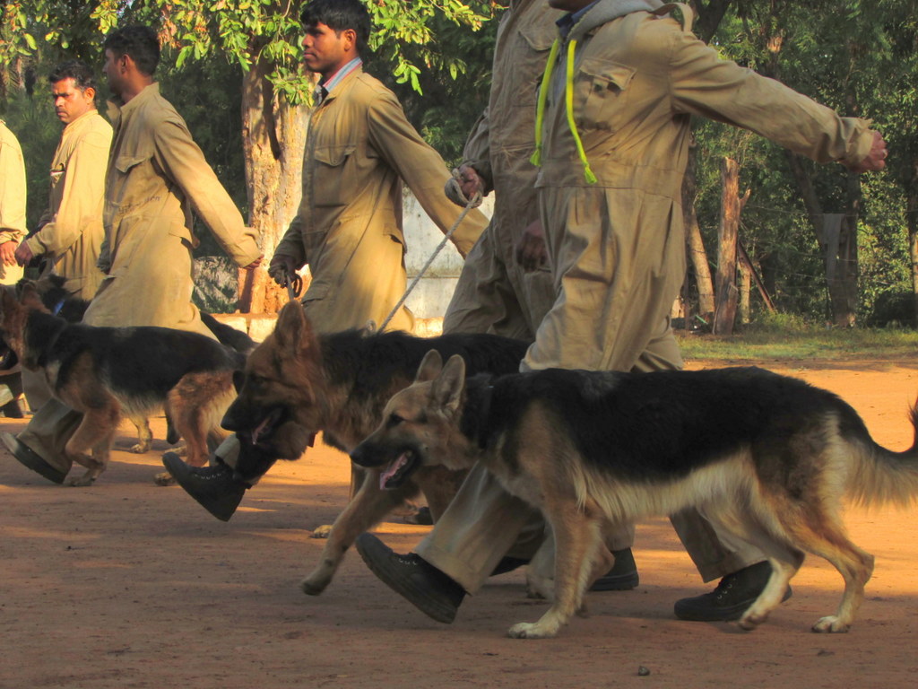 police-department-transfer-of-dogs-in-mp