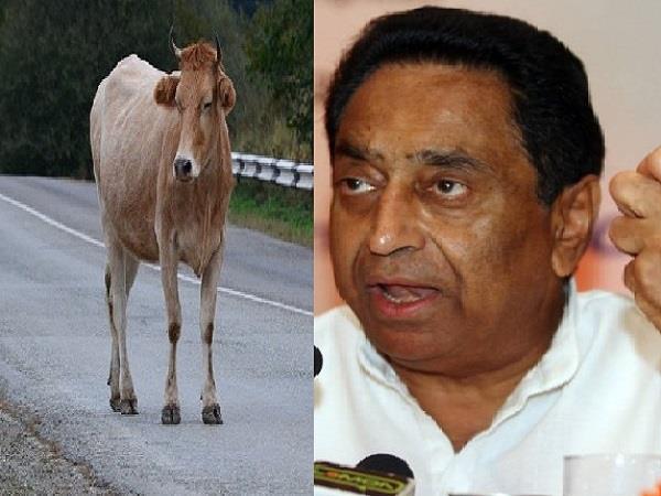 Kamal-Nath-government-strict-about-cows