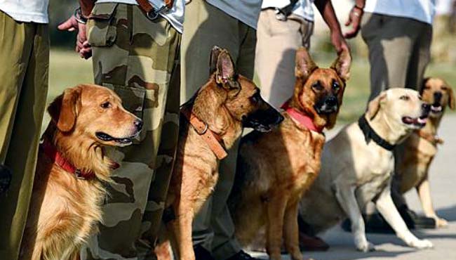 police-dogs-transfer-in-madhya-pradesh-bjp-attack-