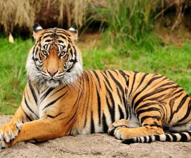 "Tiger" के बाद मध्यप्रदेश को मिल सकता है 'तेंदुआ स्टेट' का दर्जा