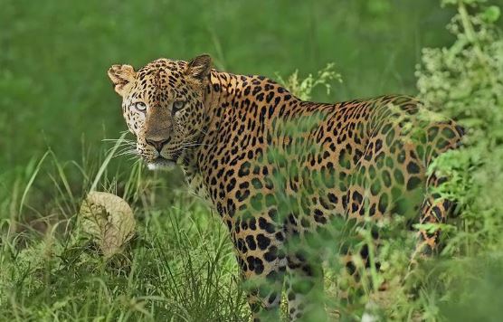 -Leopard-death-due-to-lack-of-water-and-heat-in-Sonchiraiya-Sanctuary