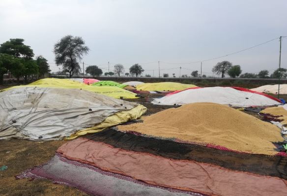 heavy-rainfall-ruined-grains-in-jabalpur