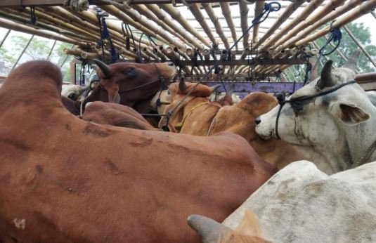 57 गायों से भरा ट्रक पकड़ाया, 54 लीटर अवैध शराब भी बरामद