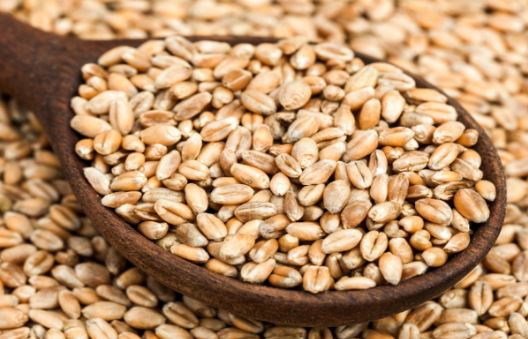 Are-the-harmful-wheat-for-health