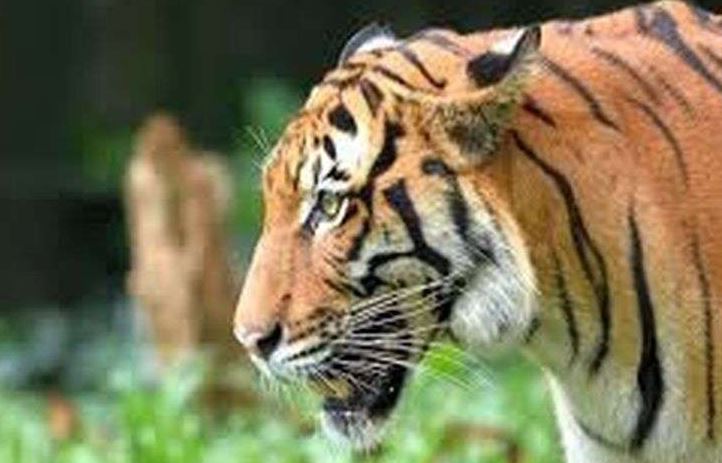 दस जिलों में तैयार हो रहे अभयारण्य, बाघों के लिए बना रहे सुरक्षित कॉरिडोर