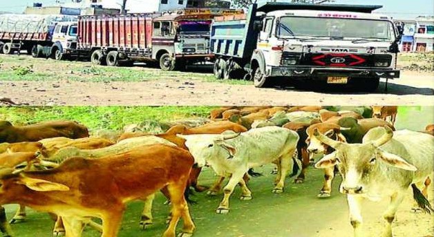 The-new-policy-made-by-the-state-government-for-the-transport-of-cow