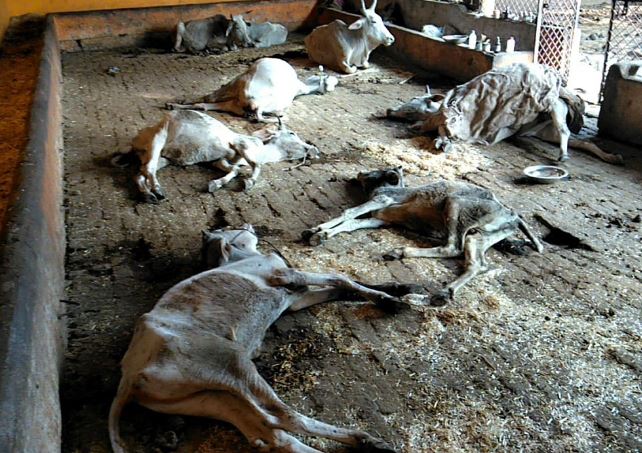 MP: राजगढ़ में 6 दिन में 60 से अधिक गायों की मौत, जिम्मेदार कौन?