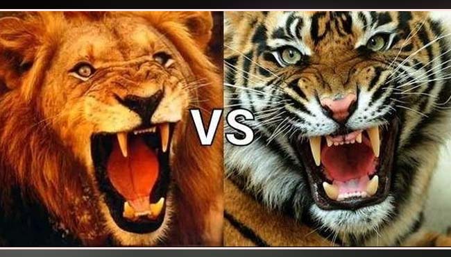 tiger-and-lion-fight-in-politics-ground-of-madhya-pradesh-