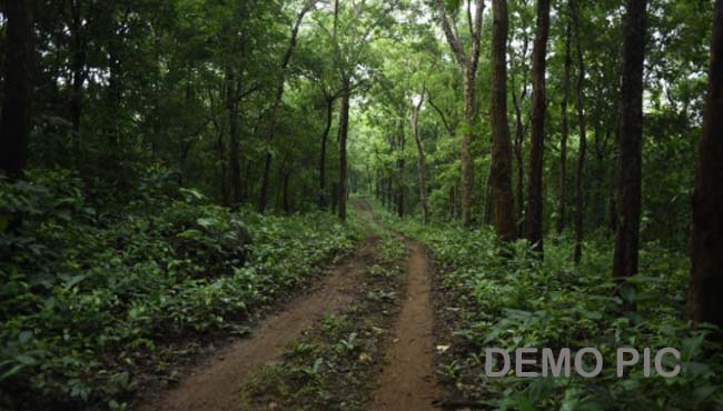 forest-area-of-khandwa-become---controversy-is-being-exposed