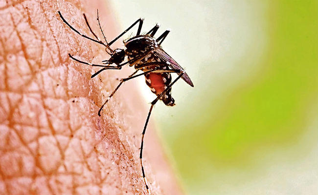 Shivpuri news : जिले के खनियाधाना में डेंगू के प्रकोप ने ली एक और मासूम की जान