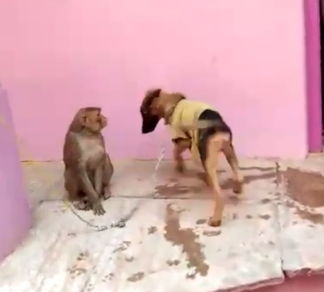 monkey-annoying-dog-video-viral