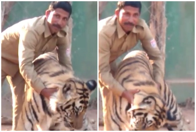 video-viral-on-social-media-of-tiger-umaria