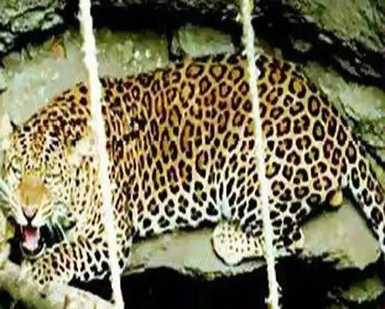 शिकारियों के हौसले हो रहे बुलंद, फंदे में फंसने से तेंदुए की मौत