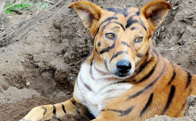 बाघ जैसा दिखता है एक कुत्ता, जानिये क्या है पीछे का सच