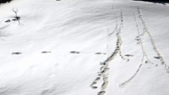 -indian-army-abominable-snowman-himalayas-footprints-yeti-