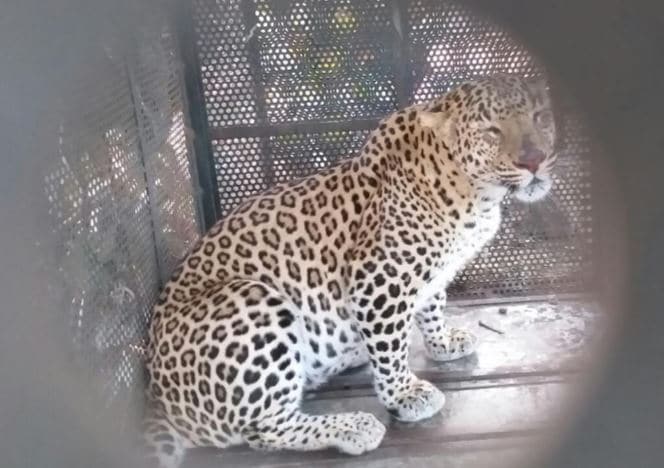 पिंजरे में कैद आदमखोर तेंदुआ, 7 साल के मासूम को बनाया था अपना शिकार