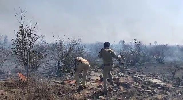 पन्ना टाइगर रिजर्व से सटे करकोई के जंगल में लगी भीषण आग
