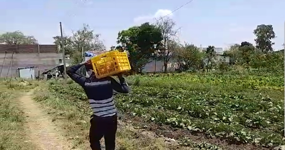 सब्जी की खेती करने वाले किसानों की कमर टूटी, कहीं सड़ रही तो कहीं मवेशियों का चारा बनी सब्जियां