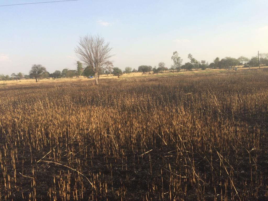 शार्ट सर्किट से लगी आग खेतों में फैली, 24 एकड़ में लगी फसल खाक
