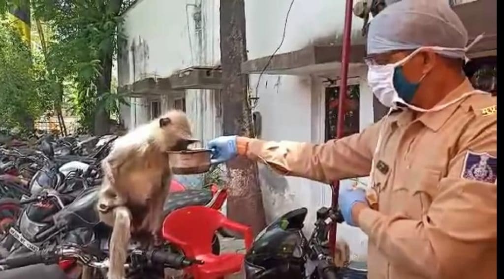 शरारती बंदर थाने के अंदर, पुलिस ने की ऐसी खातिरदारी, देखिये वीडियो