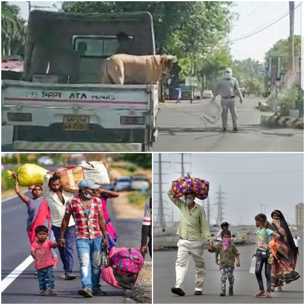 सड़कों पर मजदूर, उधर सरकारी वाहन में निकली नगर निगम कमिश्नर के कुत्ते की सवारी, देखिये वीडियो