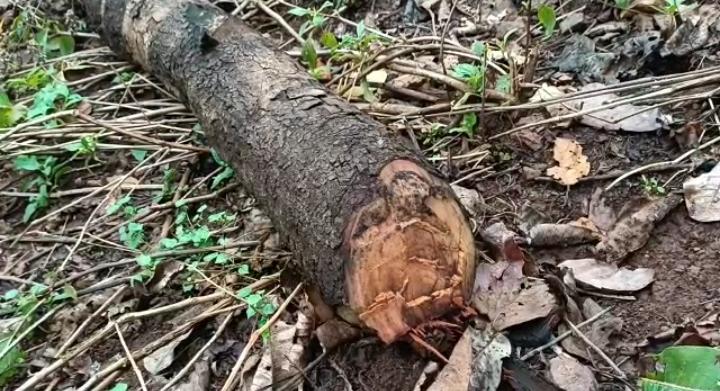 नही थम रहा जंगलों में अवैध कटाई का सिलसिला, कार्रवाई की जगह सफाई दे रहे अधिकारी