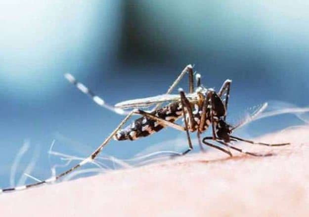 राजधानी वासियों को झेलना पड़ सकता है कोरोना के साथ मच्छरों का कहर