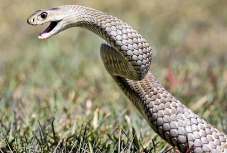 जबलपुर के सिलुआ में कोबरा प्रजाति के नाग-नागिन के जोड़े ने मचाया गदर, चार दिन बाद आया पकड़ में