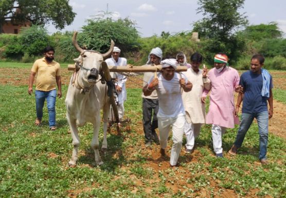 कांग्रेस का अनौखा विरोध: खेतों में बैल के साथ लगकर चलाया हल