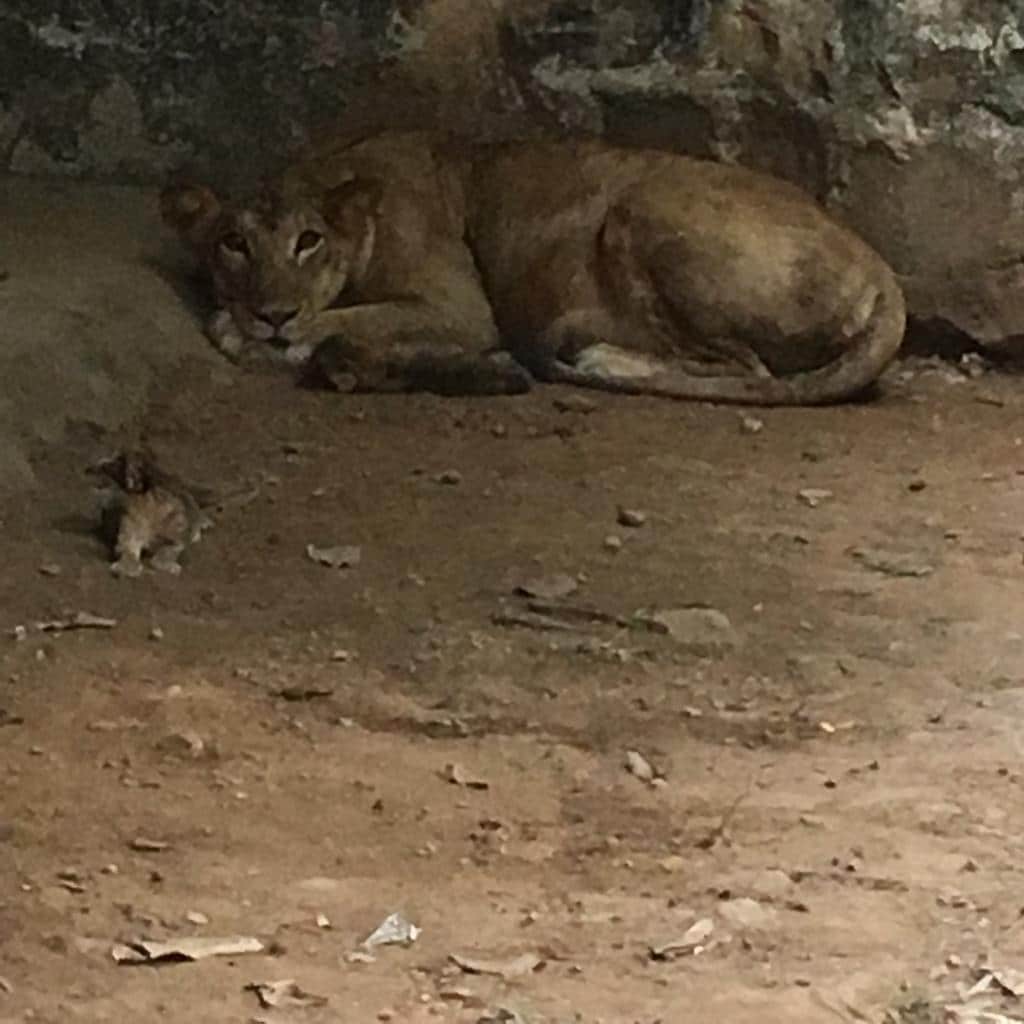 28 साल बाद बब्बर शेर का कुनबा बढ़ा, मादा बब्बर शेर ने दिया 3 शेर शावकों को जन्म