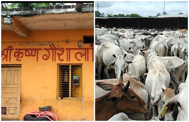 राजगढ़ : गौशाला में 13 गायों ने तोडा दम, साल भर पहले भी 300 गायों की हुई थी मौत