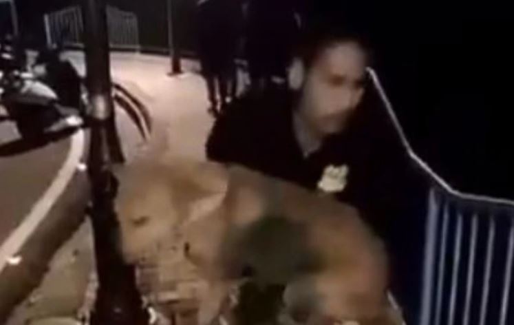 क्रुरता : कुत्ते को तालाब में फेंकने वाला सलमान गिरफ्तार, वीडियो हुआ था वायरल