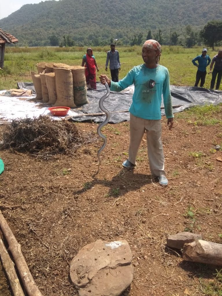 ग्रामीणों को जहरीले सांप से बचाने वाले कि जान सर्प के काटने से गई