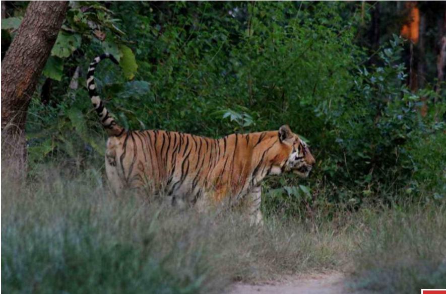 बांधवगढ़ टाइगर रिजर्व में बाघ की संदिग्ध मौत, पार्क प्रबंधन मौन
