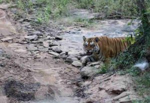 जिप्सी के साथ साथ चला बाघ, Tiger देखकर रोमांचित हुए पर्यटक
