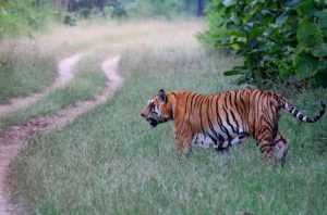 जिप्सी के साथ साथ चला बाघ, Tiger देखकर रोमांचित हुए पर्यटक