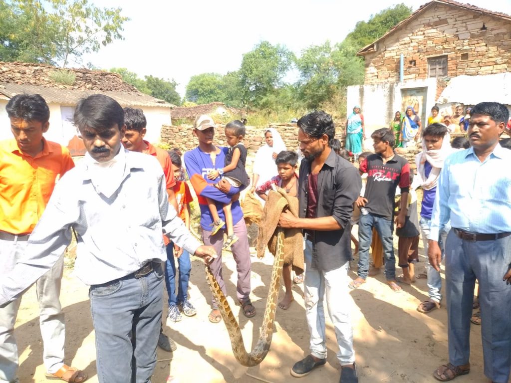 python found in residential area of damoh