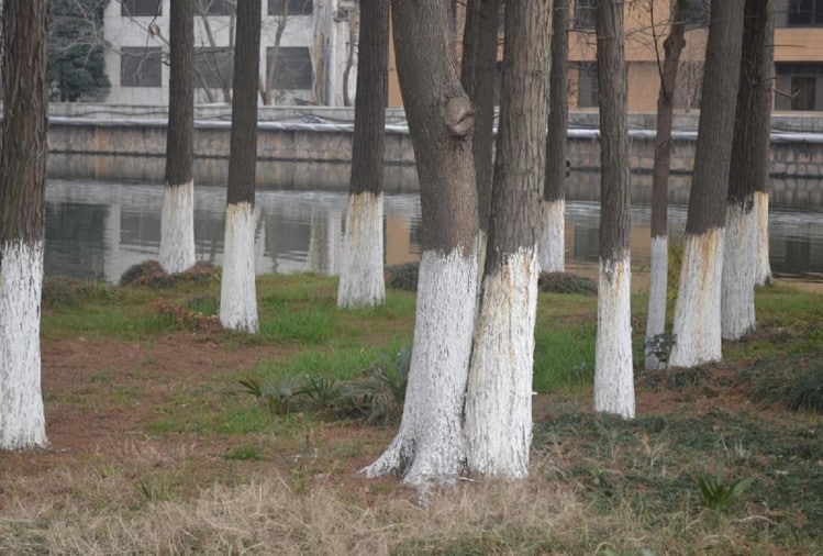 क्या आप जानते हैं पेड़ों में क्यों लगाया जाता है सफेद रंग