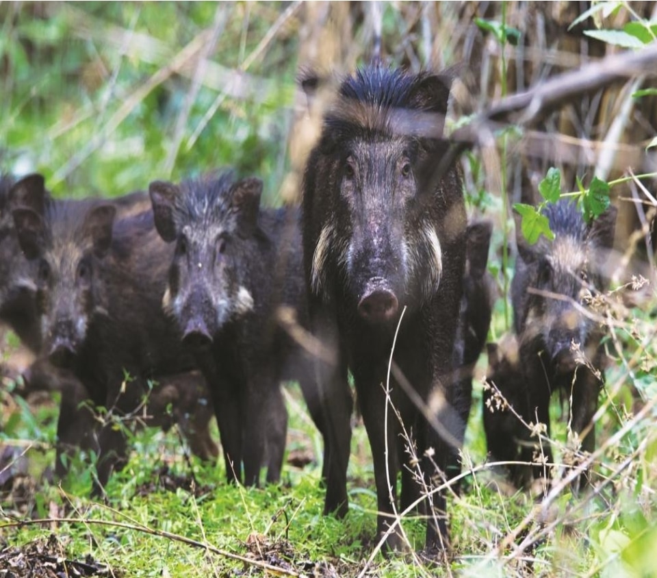 सूअरों के खिलाफ हाईकोर्ट में याचिका दायर, दरिंदा घोषित करने की मांग