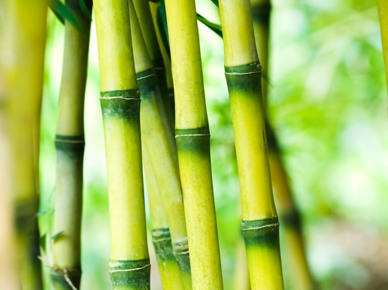 प्रदेश सरकार का निर्णय, कृषि विभाग करेगा Bamboo Mission का संचालन