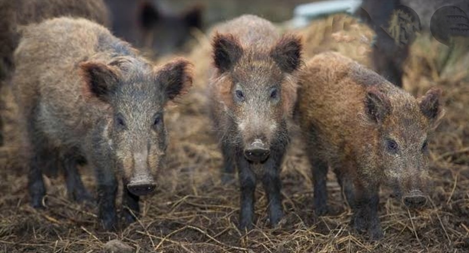जंगली सूअर के झुंड ने फैलाई दहशत, रहवासी इलाकों में घुसे