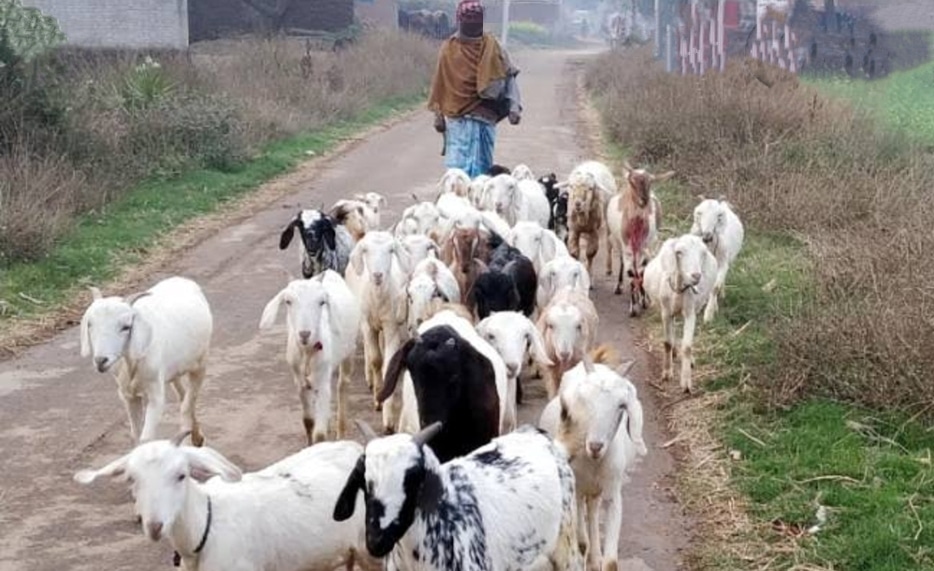 लग्जरी गाड़ियों से चुराते थे बकरियां, लाखों की बकरियां चुराने वाला गैंग पकड़ाया