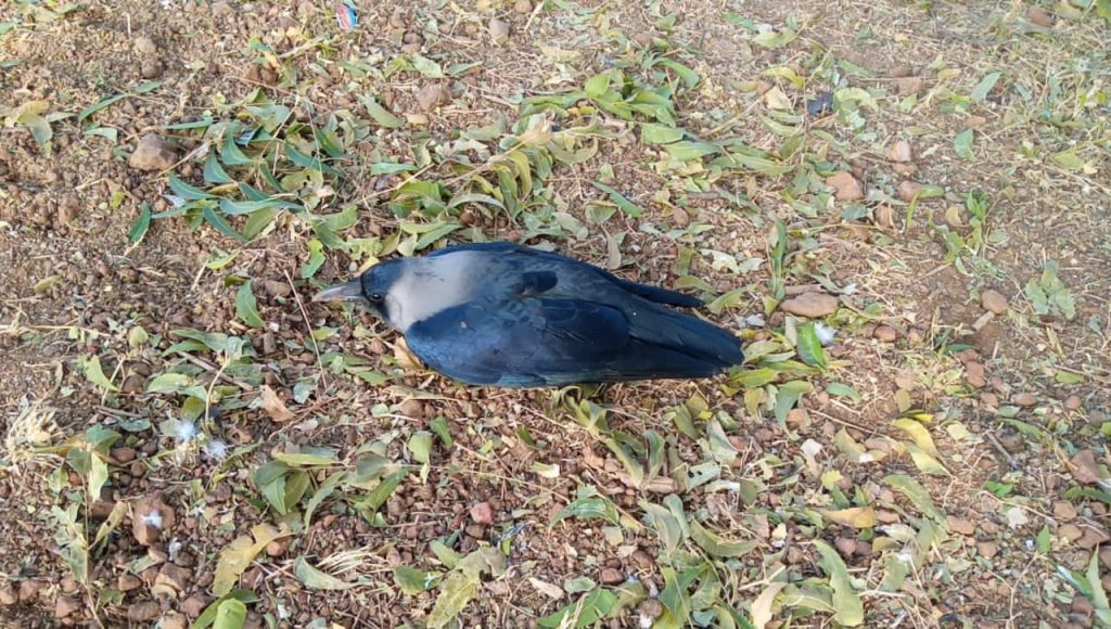 मंदसौर में भी पाए गए मृत कौवे, बरती जा रही है एहतियात